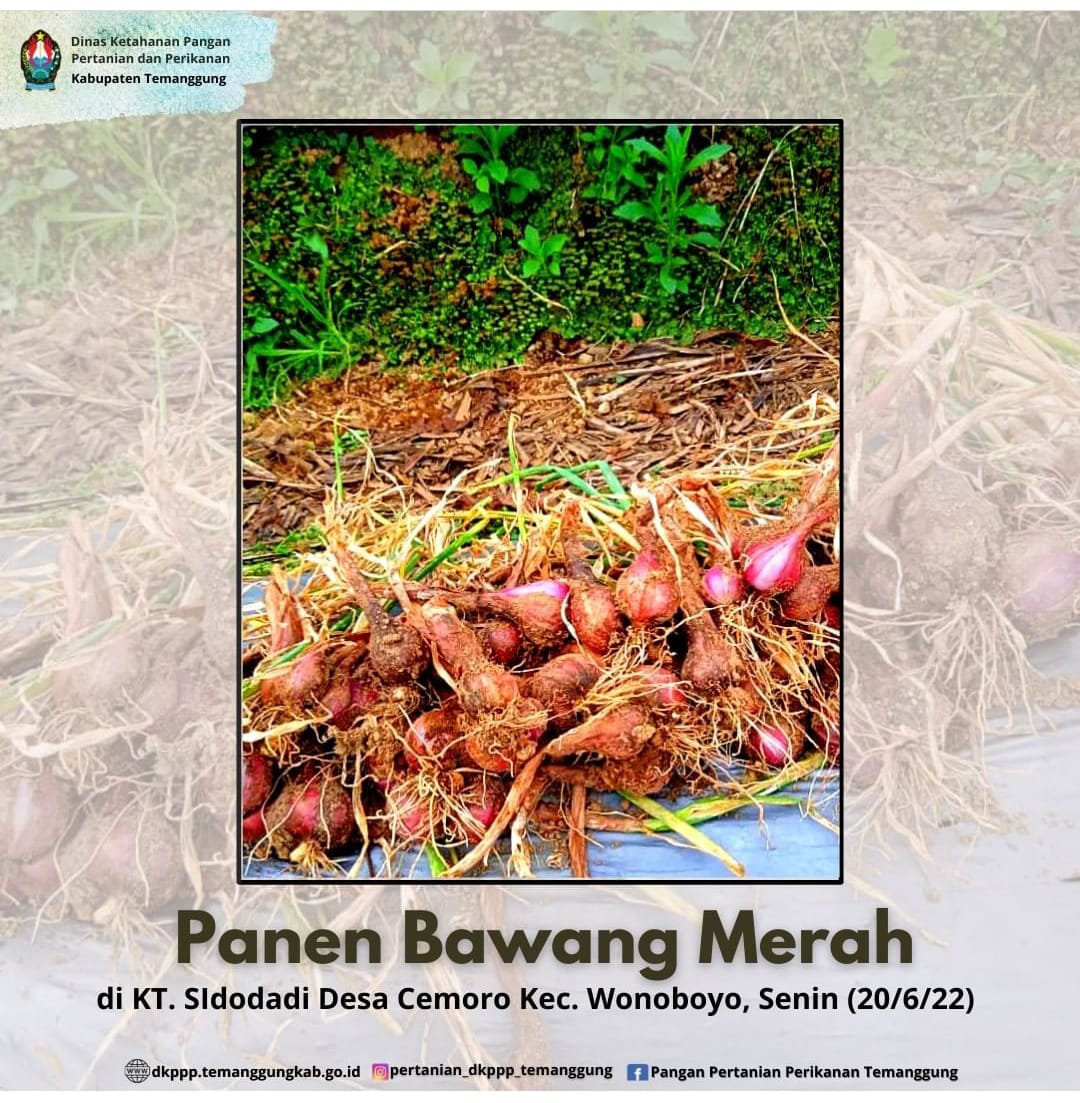 Panen Bawang Merah