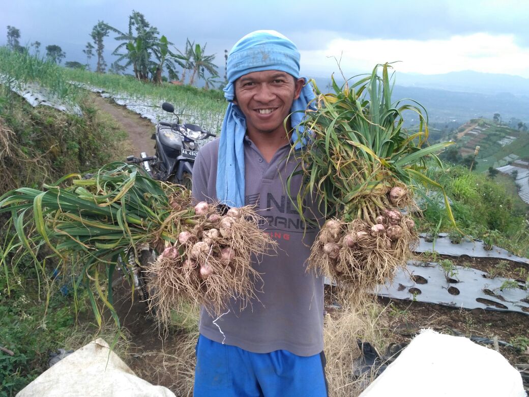 PROFIL BAWANG PUTIH DI KABUPATEN TEMANGGUNG